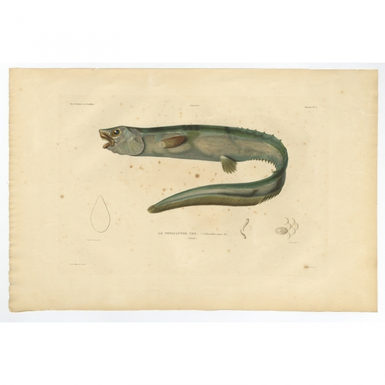 Pl.11 Antique Print of the Snub-Nosed Spiny Eel by Gaimard (1842)