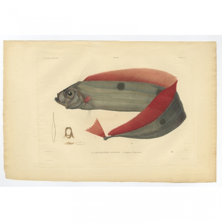 Pl.12 Antique Print of the Ribbonfish by Gaimard (1842)