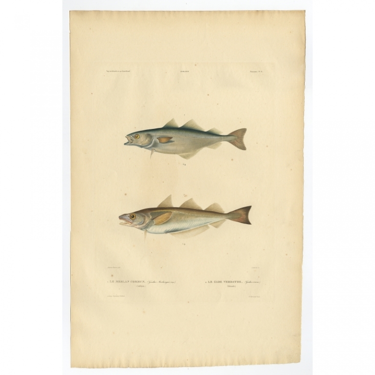 Pl.6 Antique Print of the Whiting by Gaimard (1842)