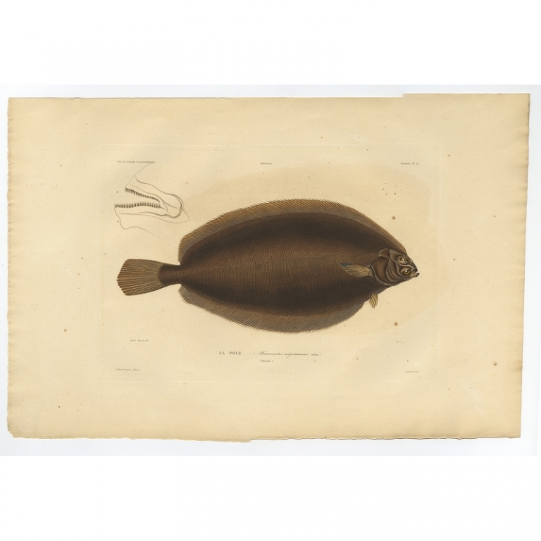 Pl.13 Antique Print of the Witch Flounder by Gaimard (1842)