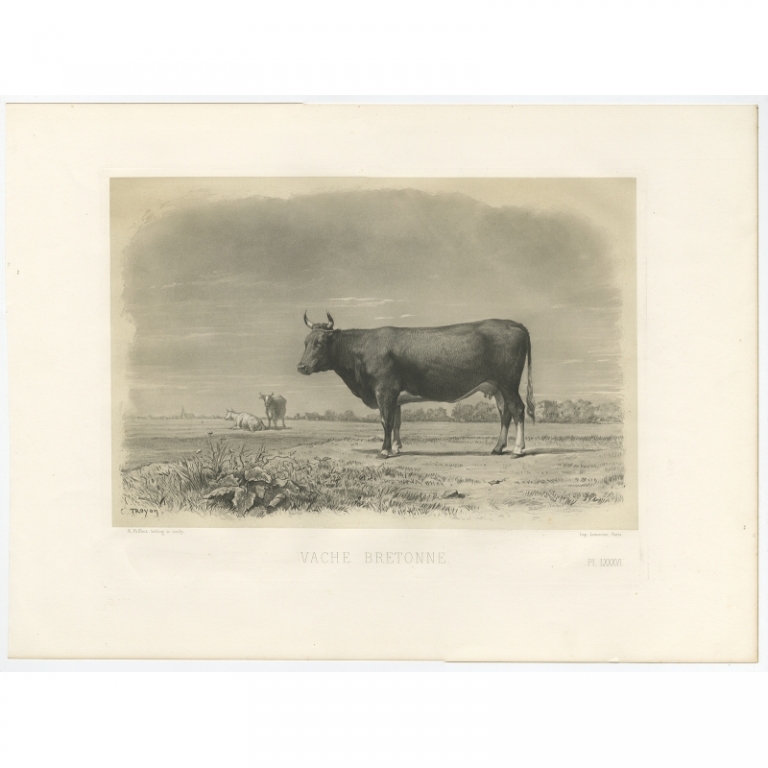 Antique Print of a Breton Cow by Riffaut (1862)