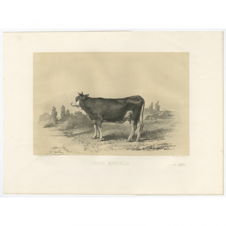 Antique Print of a Mancelle Cow by Riffaut (1862)