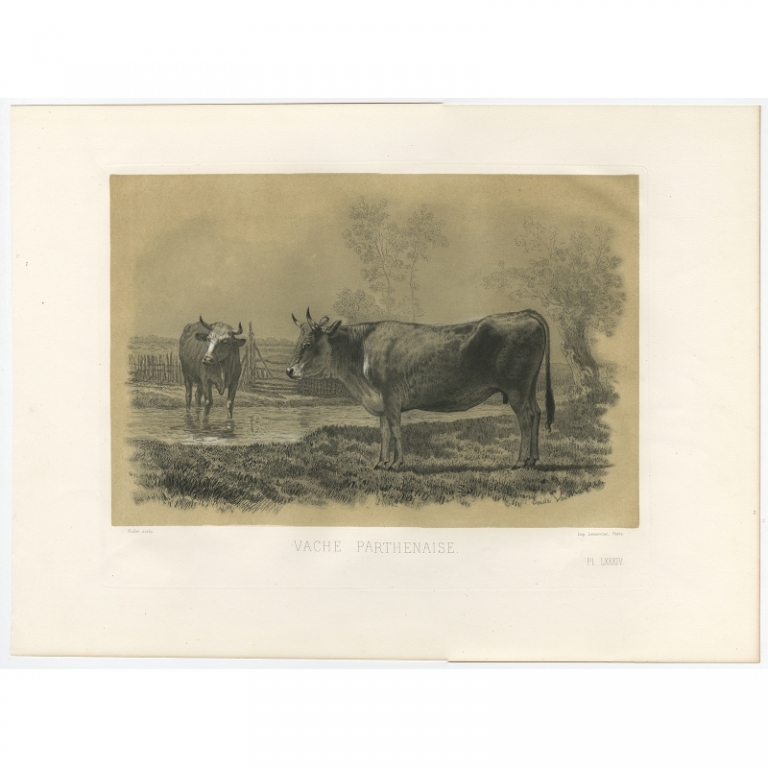 Antique Print of the Parthenaise Cow by Oudet (1862)