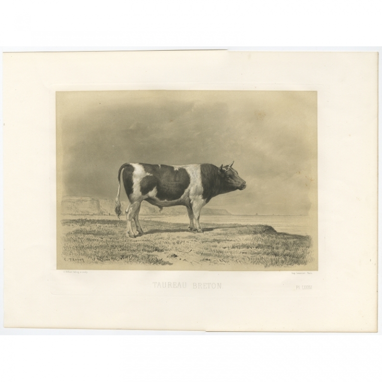 Antique Print of a Breton Bull by Riffaut (1862)