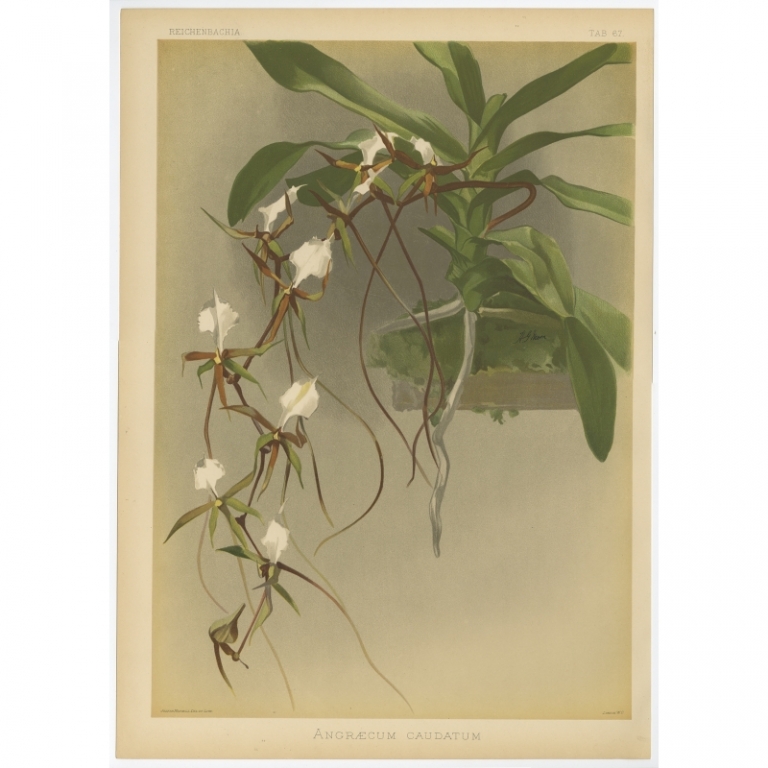 Tab 67 Antique Print of an Orchid by Mansell (1888)