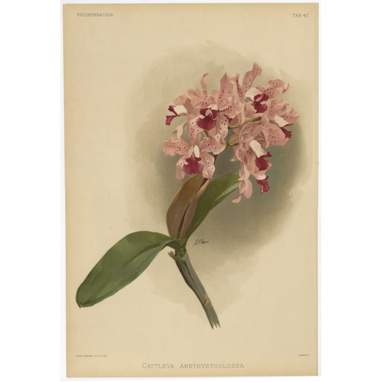 Tab 47 Antique Print of an Orchid by Mansell (1888)