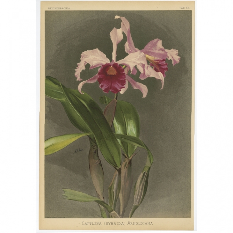 Tab 48 Antique Print of an Orchid by Mansell (1888)