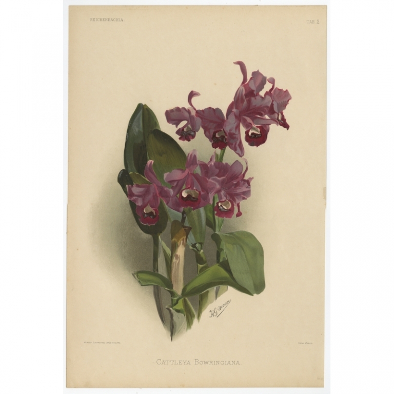 Tab 2 Antique Print of an Orchid by Leutzsch (1888)