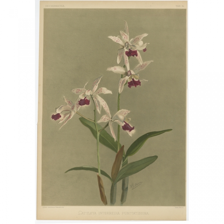 Reichenbachia - Tab 24 - Cattleya intermedia punctatissima - Leutzsch (1888)