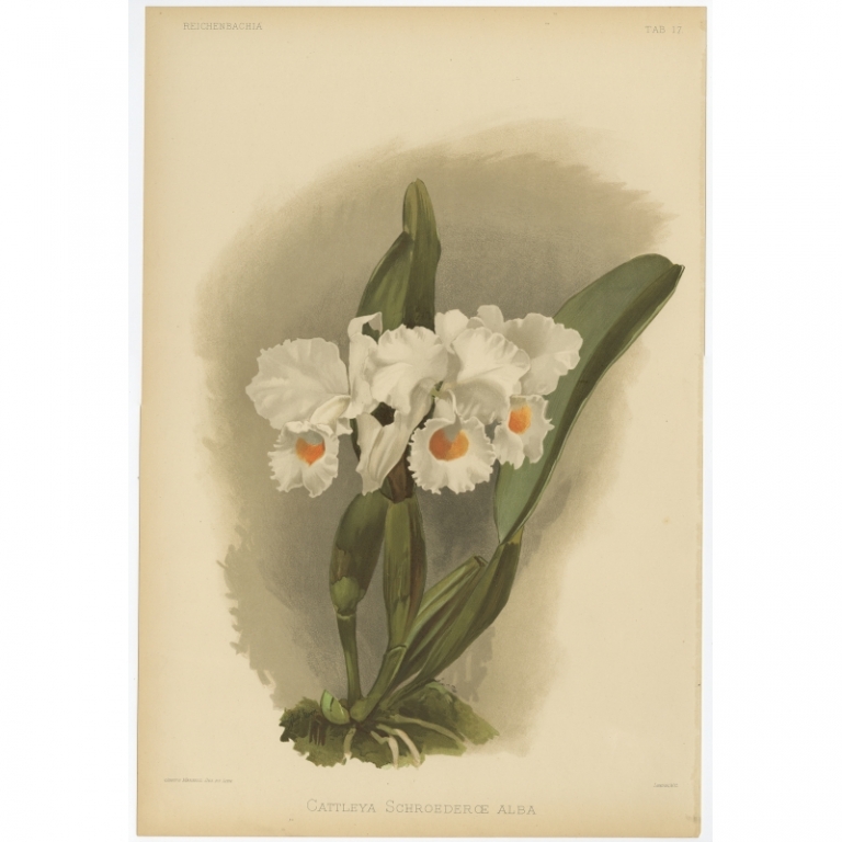Tab 17 Antique Print of an Orchid by Mansell (1888)