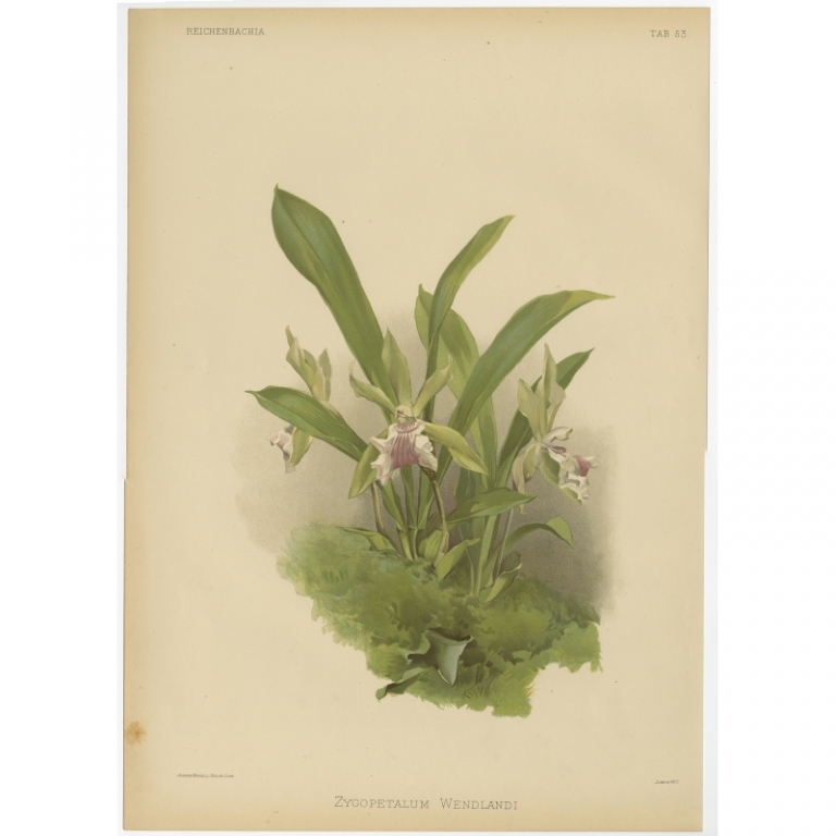 Tab 53 Antique Print of an Orchid by Mansell (1888)