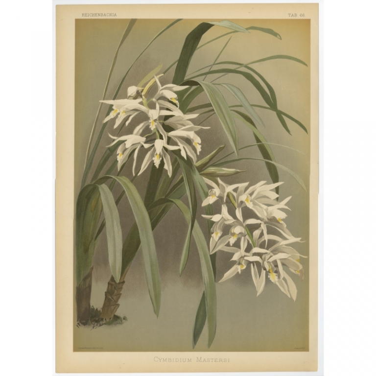 Tab 66 Antique Print of an Orchid by Mansell (1888)