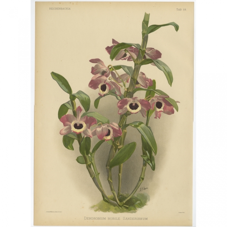 Tab 58 Antique Print of an Orchid by Mansell (1888)