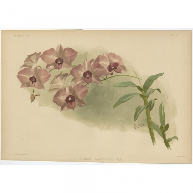 Tab 42 Antique Print of an Orchid by Leutzsch (1888)
