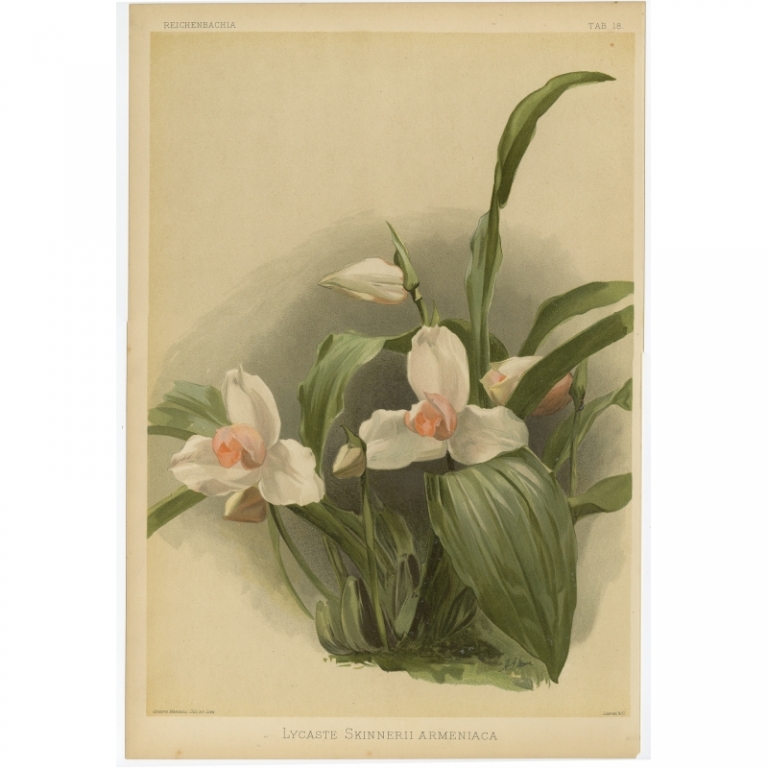 Tab 18 Antique Print of an Orchid by Mansell (1888)