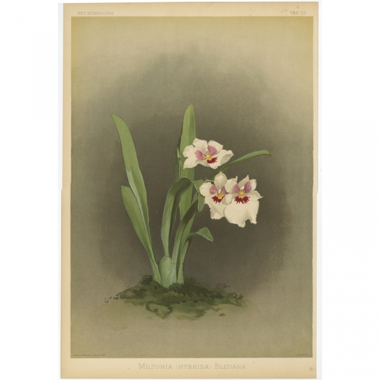 Tab 32 Antique Print of an Orchid by Mansell (1888)