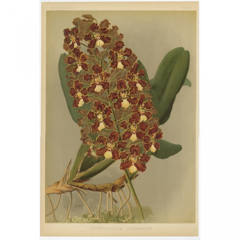 Tab 35 Antique Print of an Orchid by Mansell (1888)