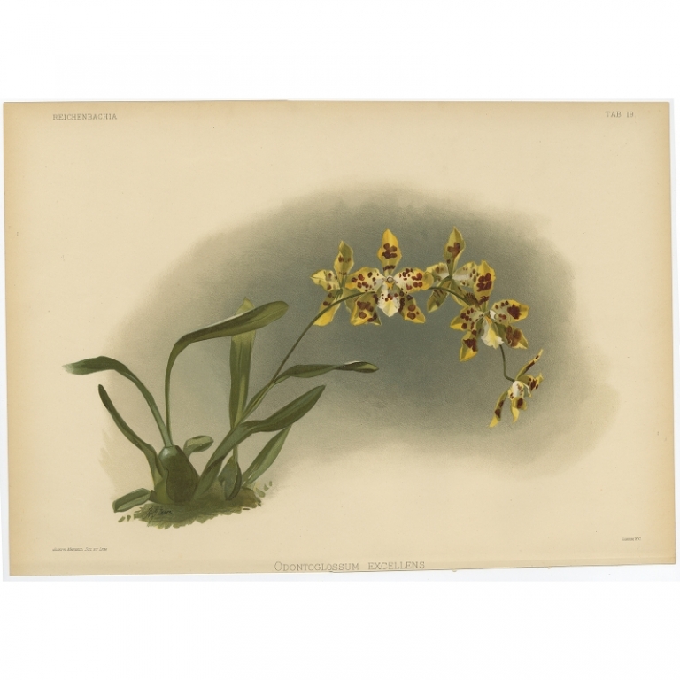 Tab 19 Antique Print of an Orchid by Mansell (1888)