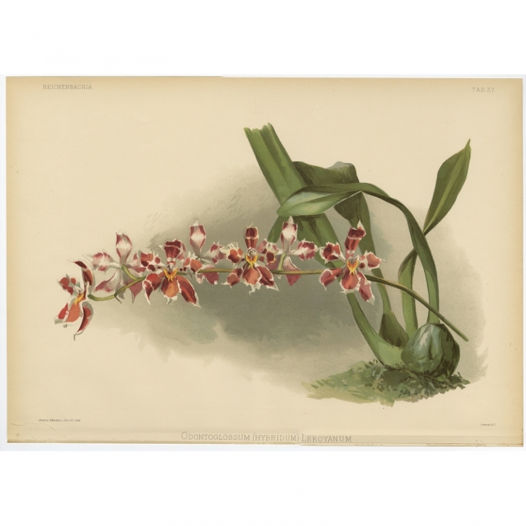 Tab 37 Antique Print of an Orchid by Mansell (1888)