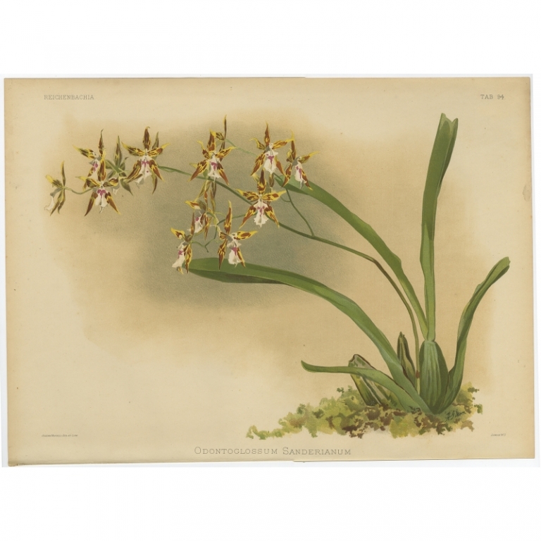 Tab 94 Antique Print of an Orchid by Mansell (1888)