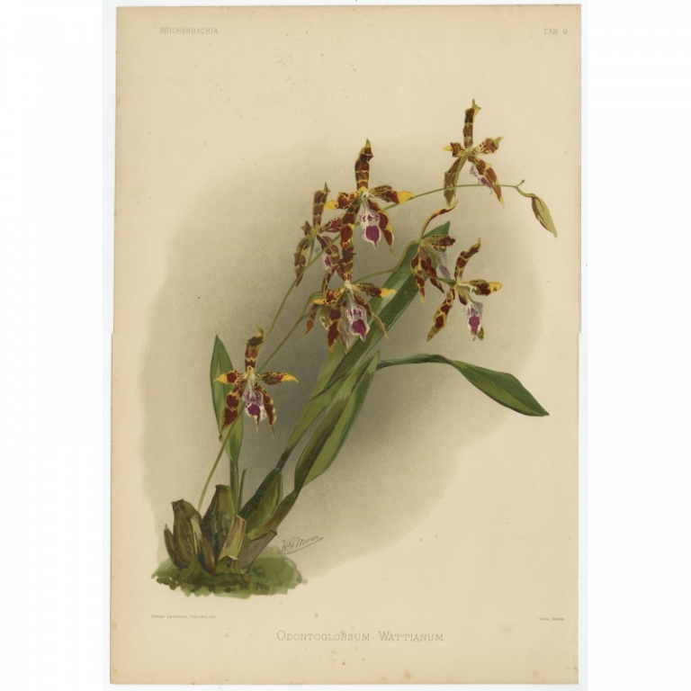 Tab 9 Antique Print of an Orchid by Leutzsch (1888)