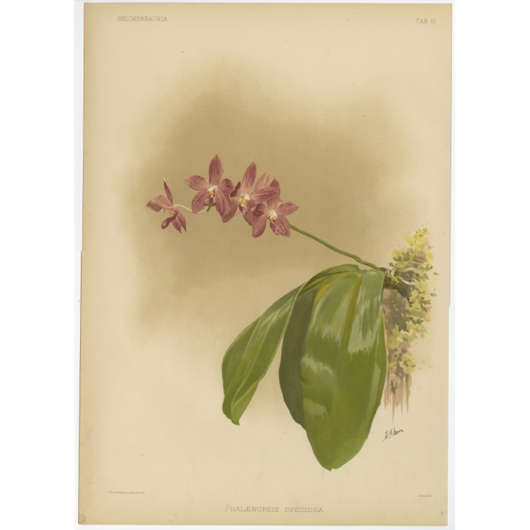 Tab 51 Antique Print of an Orchid by Mansell (1888)