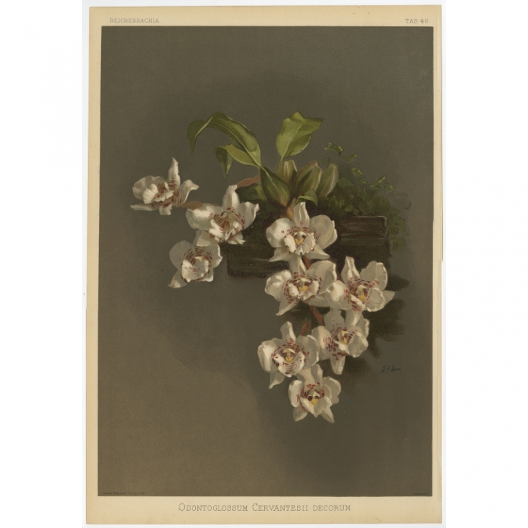 Tab 46 Antique Print of an Orchid by Mansell (1888)