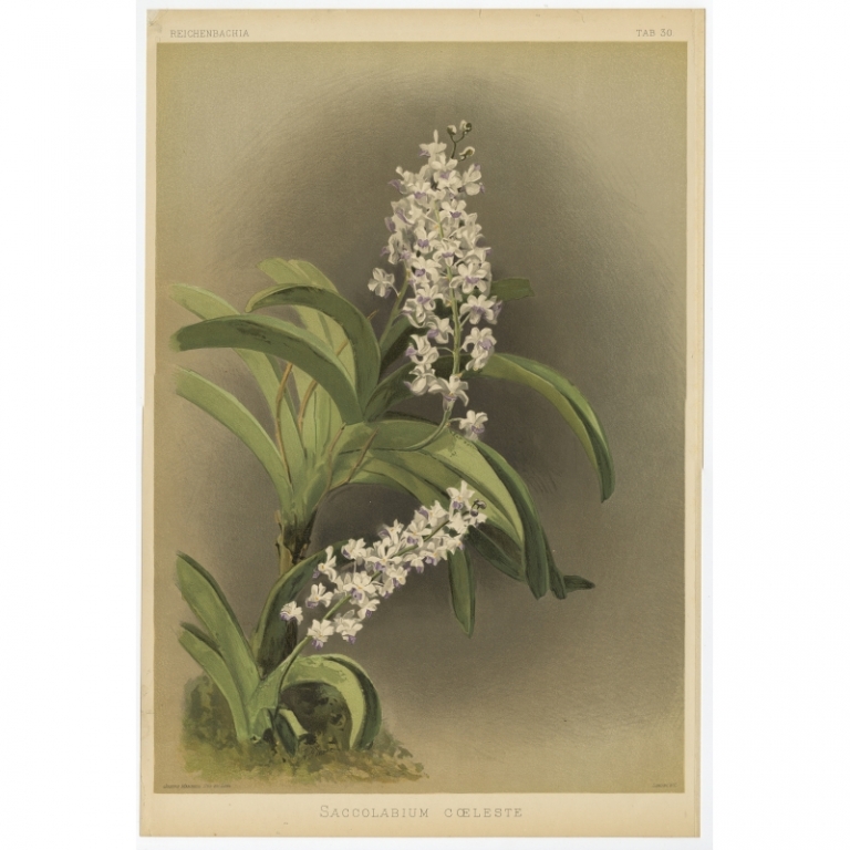 Tab 30 Antique Print of an Orchid by Mansell (1888)