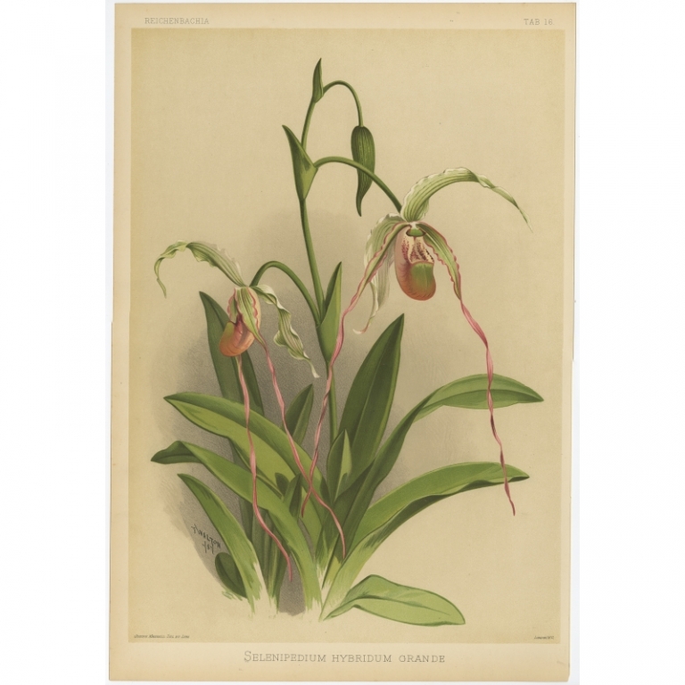Tab 16 Antique Print of an Orchid by Mansell (1888)