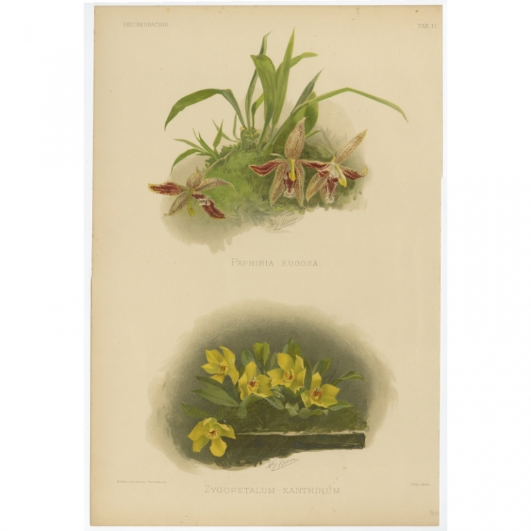 Tab 11 Antique Print of an Orchid by Leutzsch (1888)
