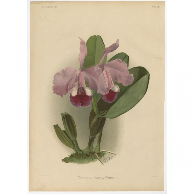 Tab 95 Antique Print of an Orchid by Leutzsch (1888)