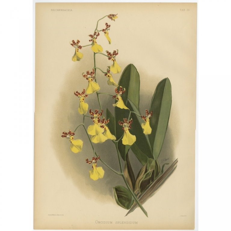 Tab 78 Antique Print of an Orchid by Mansell (1888)