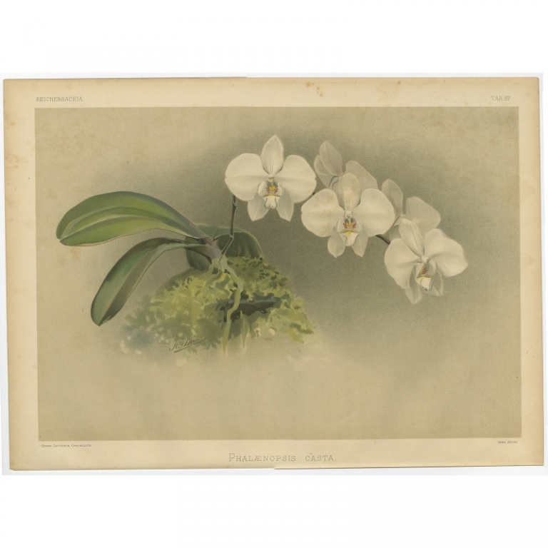 Tab 87 Antique Print of an Orchid by Leutzsch (1888)