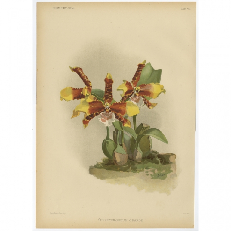 Tab 60 Antique Print of an Orchid by Mansell (1888)