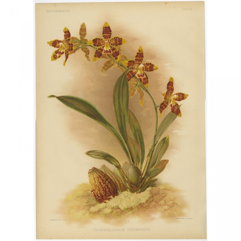 Tab 86 Antique Print of an Orchid by Macfarlane (1888)