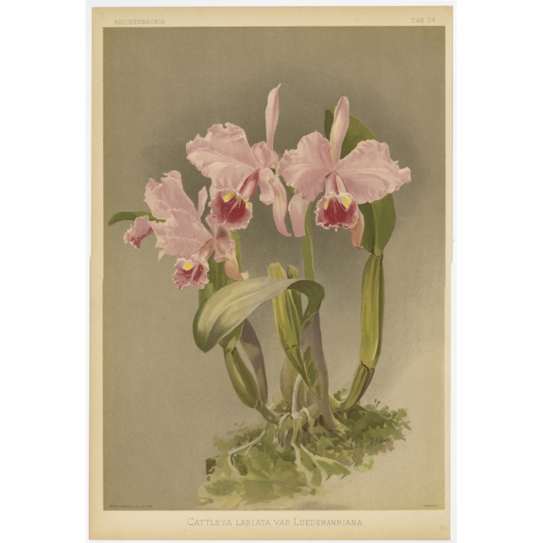 Tab 34 Antique Print of an Orchid by Mansell (1880)