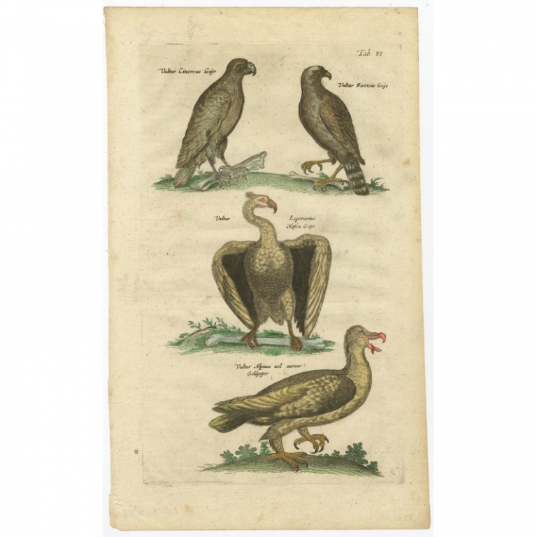 Tab VI Antique Print of Birds of Prey by Johnston (1657)