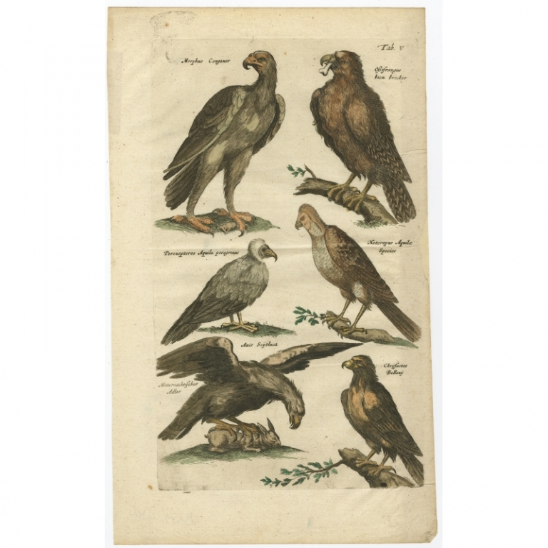 Tab V Antique Print of Birds of Prey by Johnston (1657)