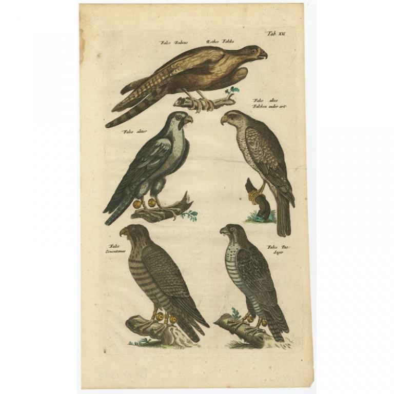 Tab XII Antique Print of Birds of Prey by Johnston (1657)