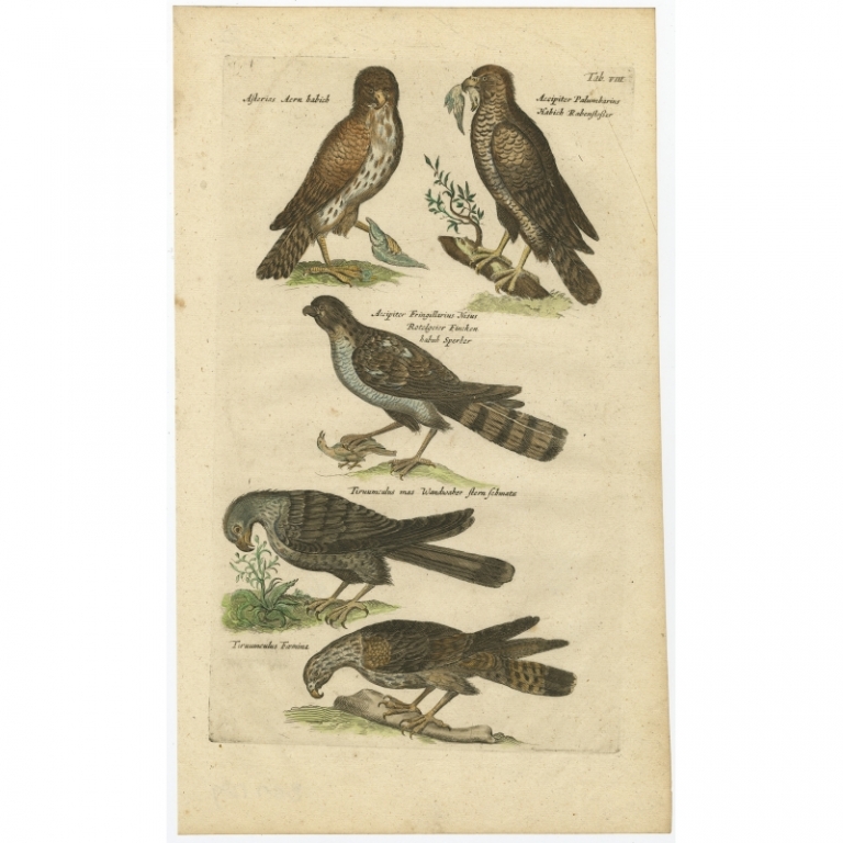Tab VIII Antique Print of Birds of Prey by Johnston (1657)