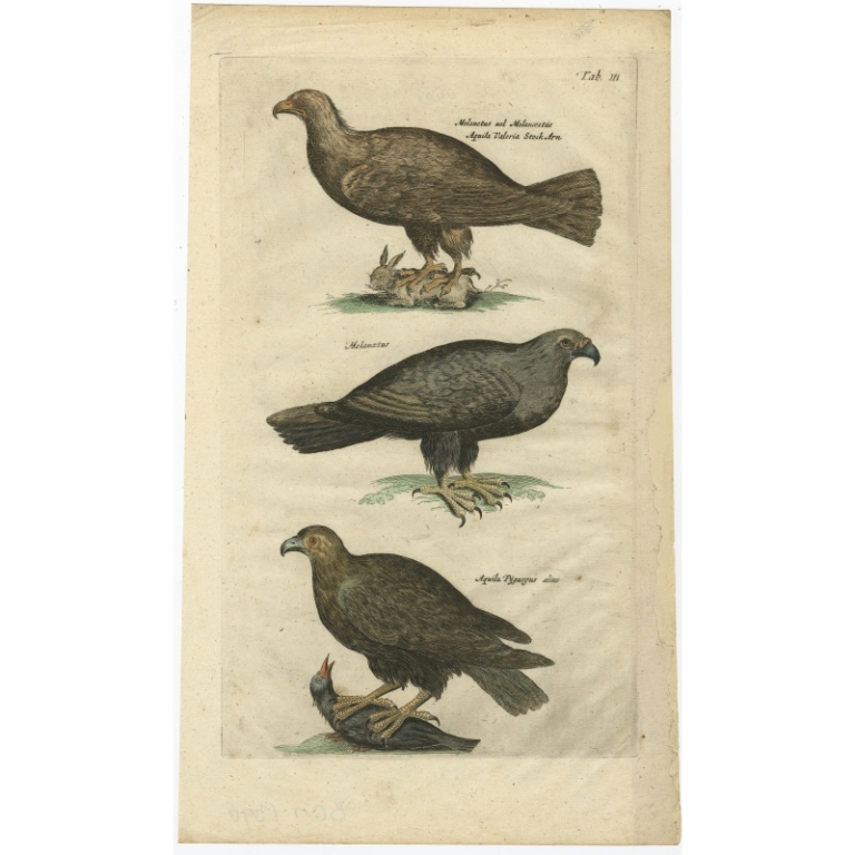 Tab III Antique Print of Birds of Prey by Johnston (1657)