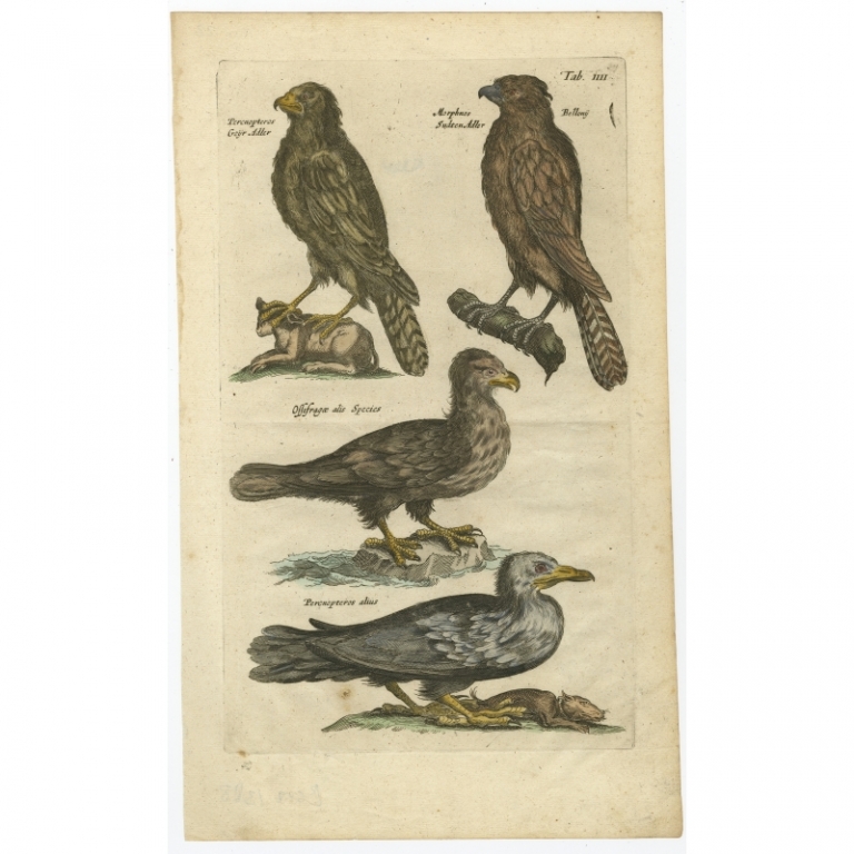 Tab IIII Antique Print of Birds of Prey by Johnston (1657)