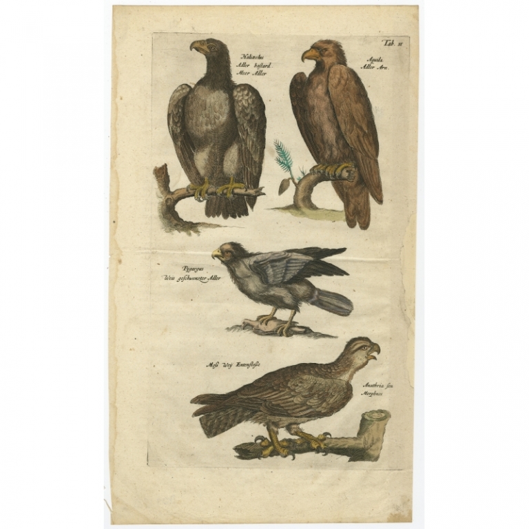 Tab II Antique Print of Birds of Prey by Johnston (1657)