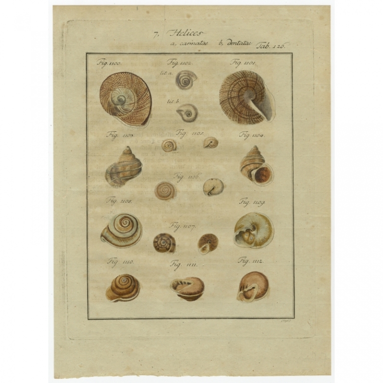 Tab. 126. Antique Print of Helix Shells by Chemnitz (1786)