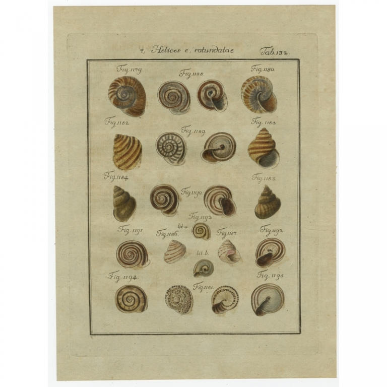 Tab. 132. Antique Print of Helix Shells by Chemnitz (1786)