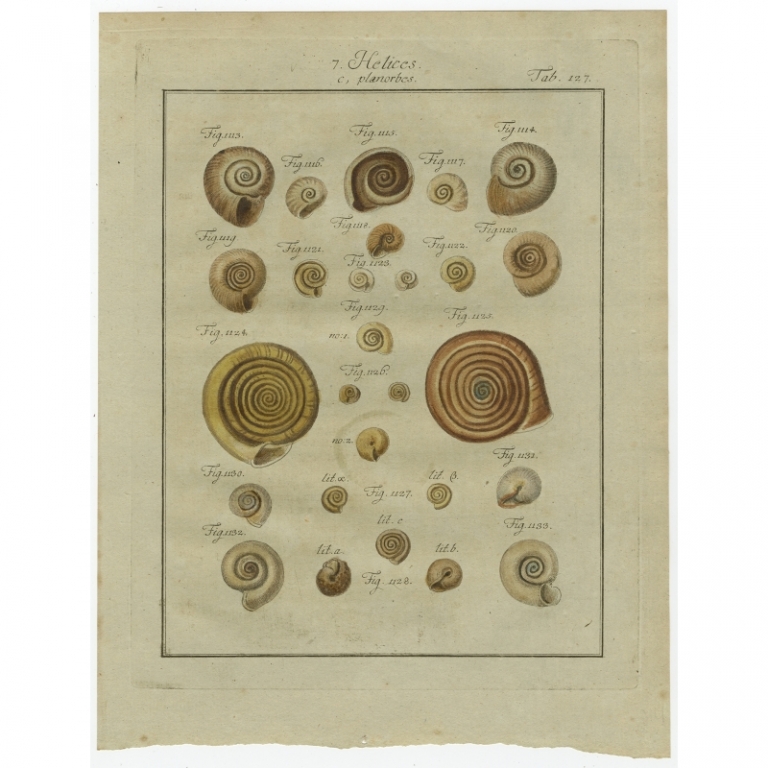 Tab. 127. Antique Print of Helix Shells by Chemnitz (1786)