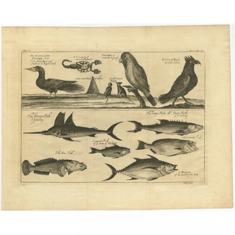 Antique Print of Guinea Gulf Birds and Fish by Kip (1744)
