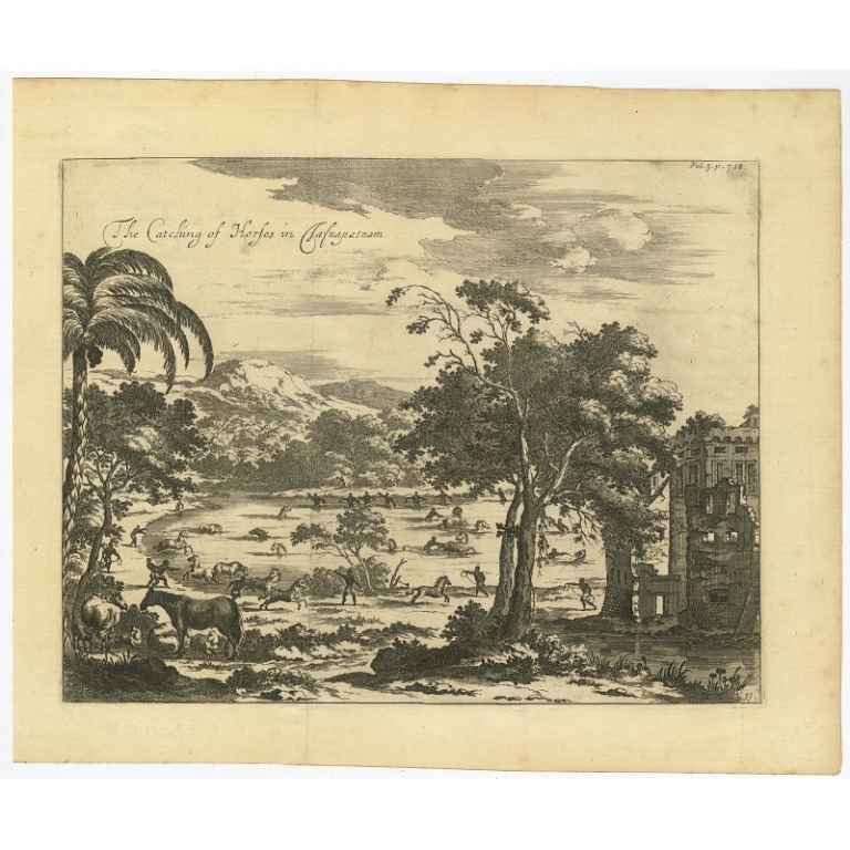Antique Print of the the catching of Horses on Jafnapatnam by Baldaeus (1744)