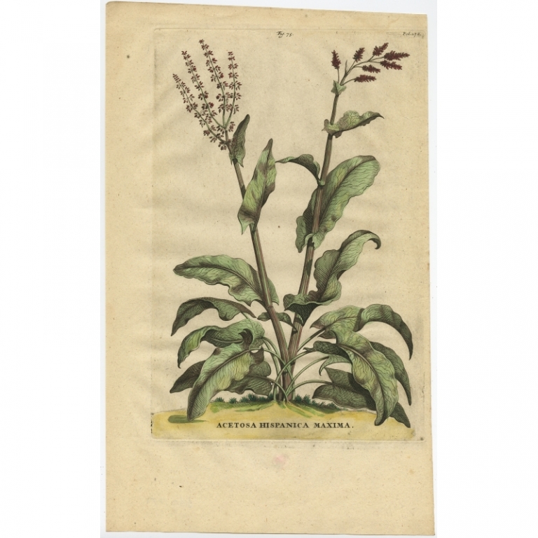 Antique Print of the Acetosa Plant by Munting (1696)