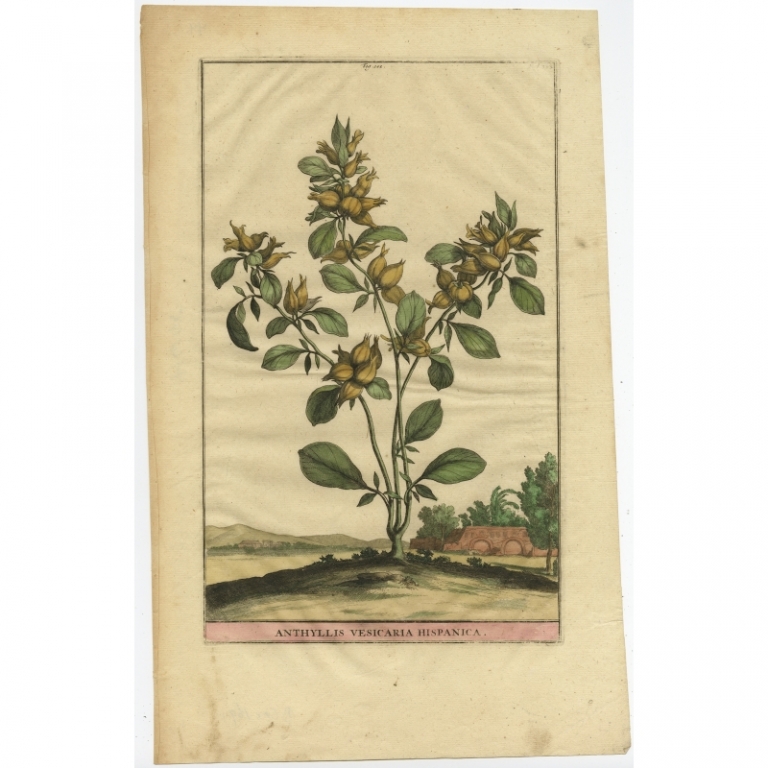 Antique Print of the Anthyllis Plant by Munting (1696)